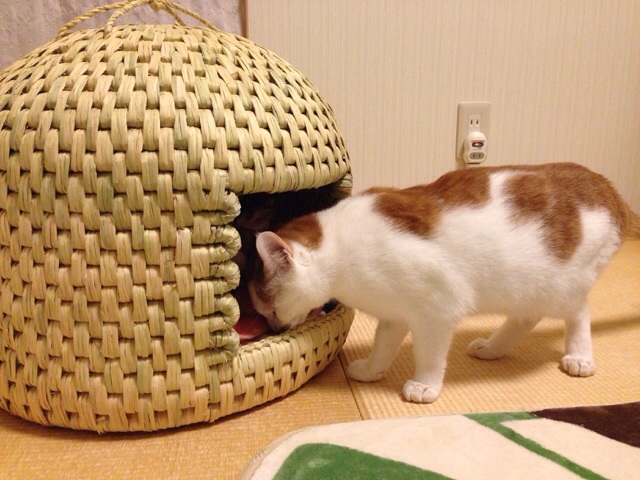 f:id:akiyochan15:20140220001357j:image:w518