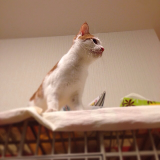 f:id:akiyochan15:20140222011957j:image:w400