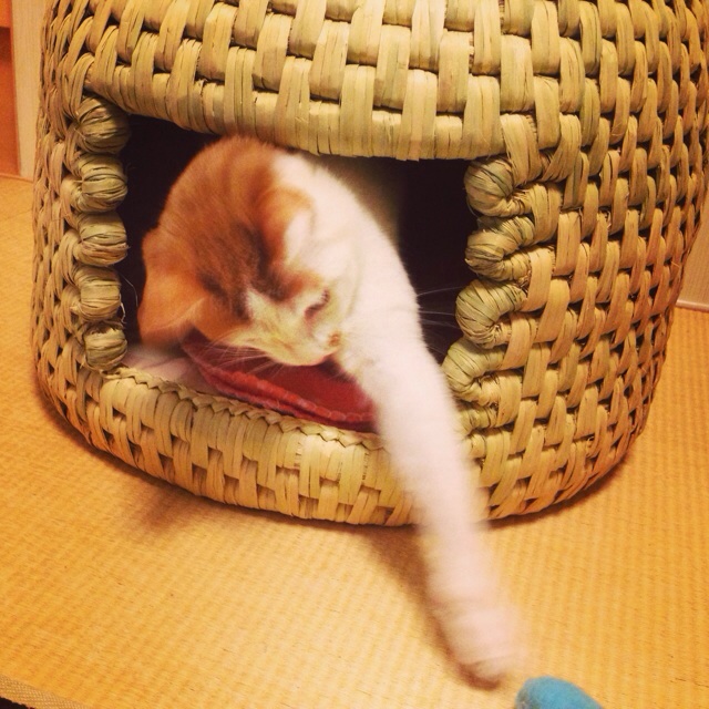 f:id:akiyochan15:20140223021908j:image:w400