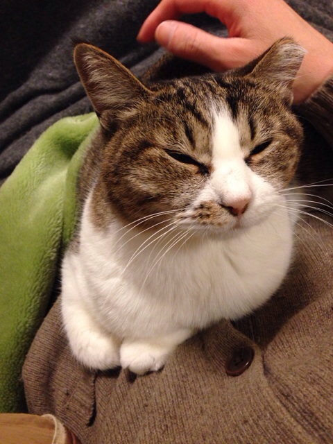 f:id:akiyochan15:20140227033905j:image:w389