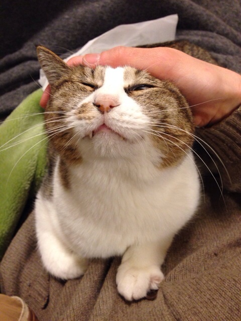 f:id:akiyochan15:20140227033907j:image:w389