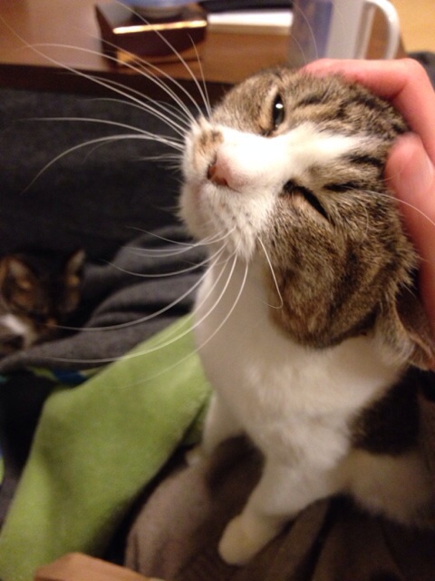 f:id:akiyochan15:20140227033922j:image:w389