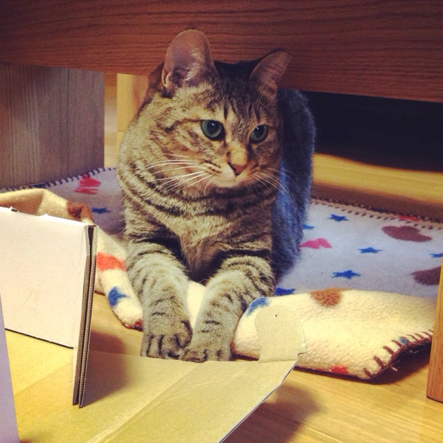 f:id:akiyochan15:20140302001822j:image:w400