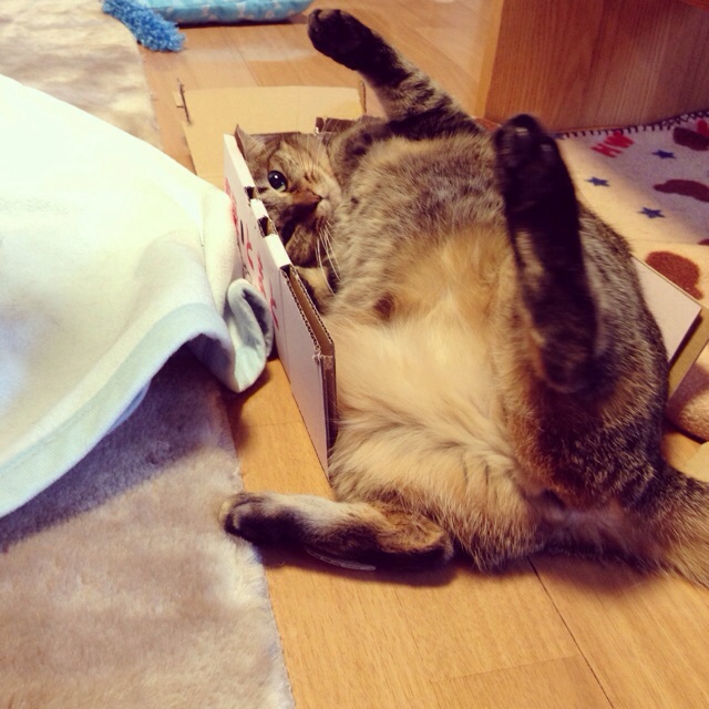 f:id:akiyochan15:20140302001824j:image:w400