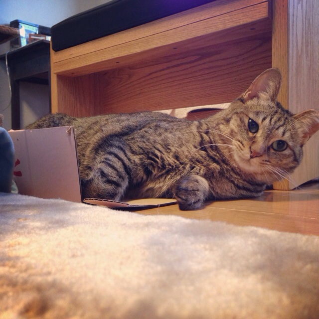 f:id:akiyochan15:20140302001851j:image:w400