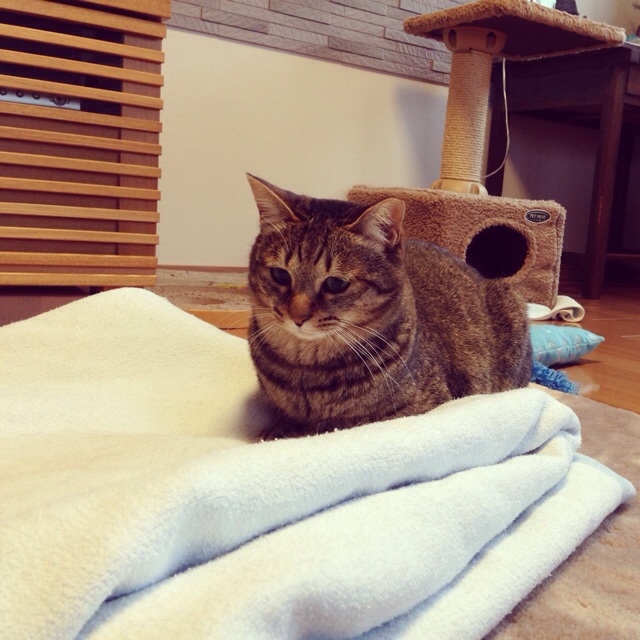 f:id:akiyochan15:20140302001853j:image:w400