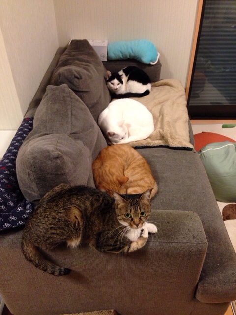 f:id:akiyochan15:20140302021017j:image:w389