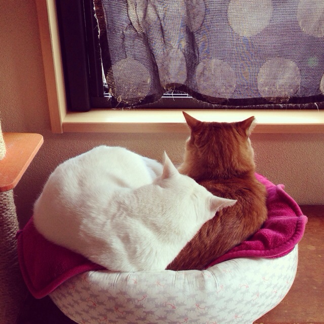 f:id:akiyochan15:20140302032522j:image:w400