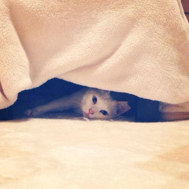 f:id:akiyochan15:20140305031203j:image:w400