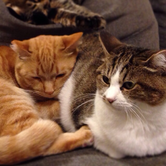 f:id:akiyochan15:20140306215817j:image:w400