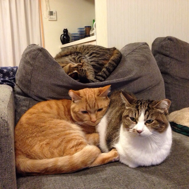 f:id:akiyochan15:20140306215819j:image:w400