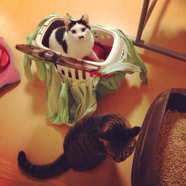 f:id:akiyochan15:20140309002827j:image:w400