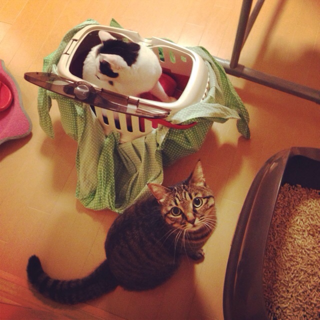 f:id:akiyochan15:20140309002828j:image:w400