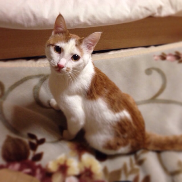 f:id:akiyochan15:20140310005720j:image:w400 f:id:akiyochan15:20140310005720j:image:w400