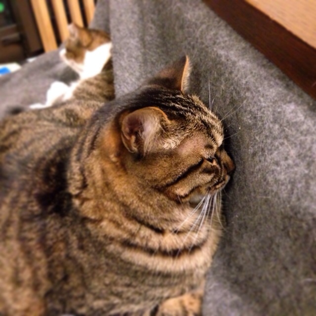 f:id:akiyochan15:20140315044253j:image:w400 f:id:akiyochan15:20140315044253j:image:w400