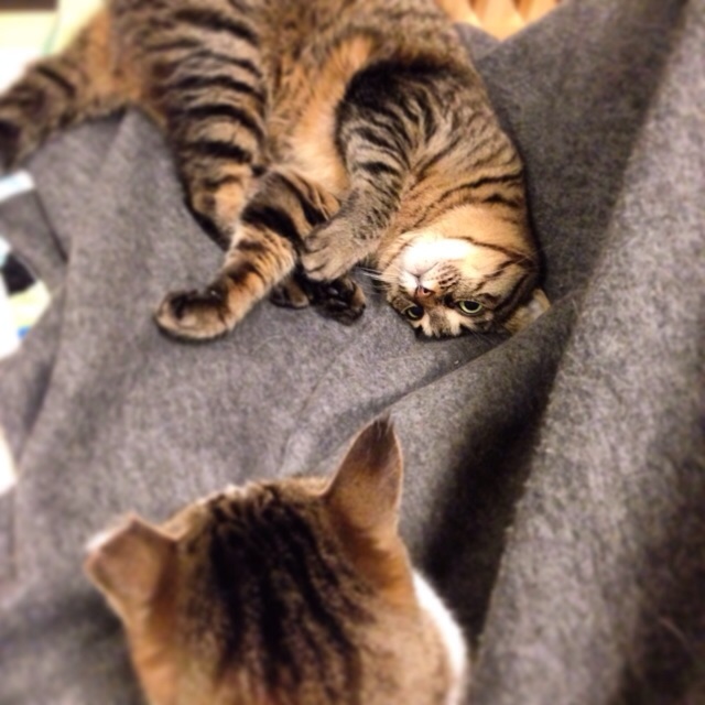 f:id:akiyochan15:20140315044256j:image:w400 f:id:akiyochan15:20140315044256j:image:w400