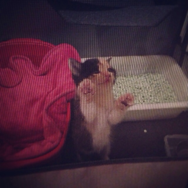 f:id:akiyochan15:20140326014351j:image:w400