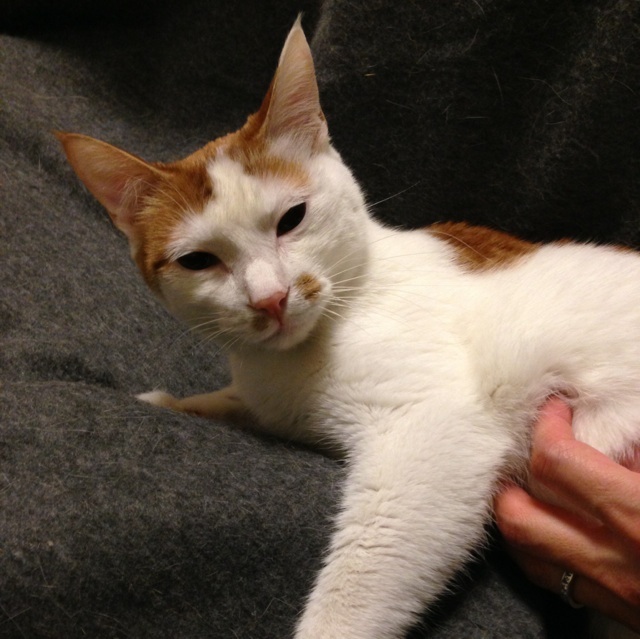 f:id:akiyochan15:20140330230936j:image:w400