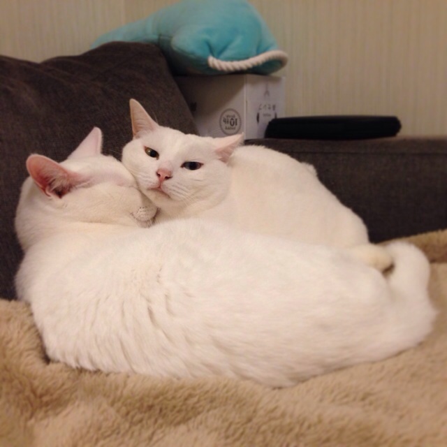 f:id:akiyochan15:20140403132851j:image:w400