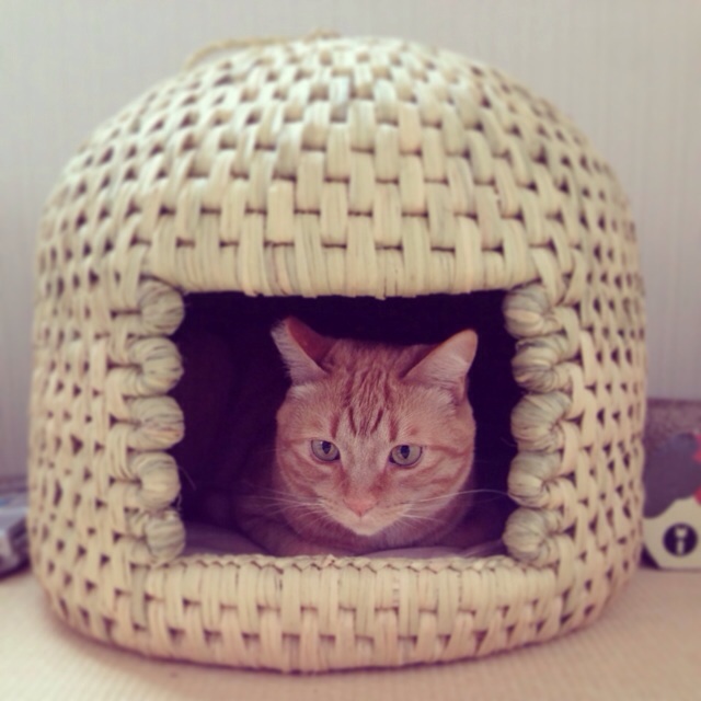 f:id:akiyochan15:20140406171741j:image:w400