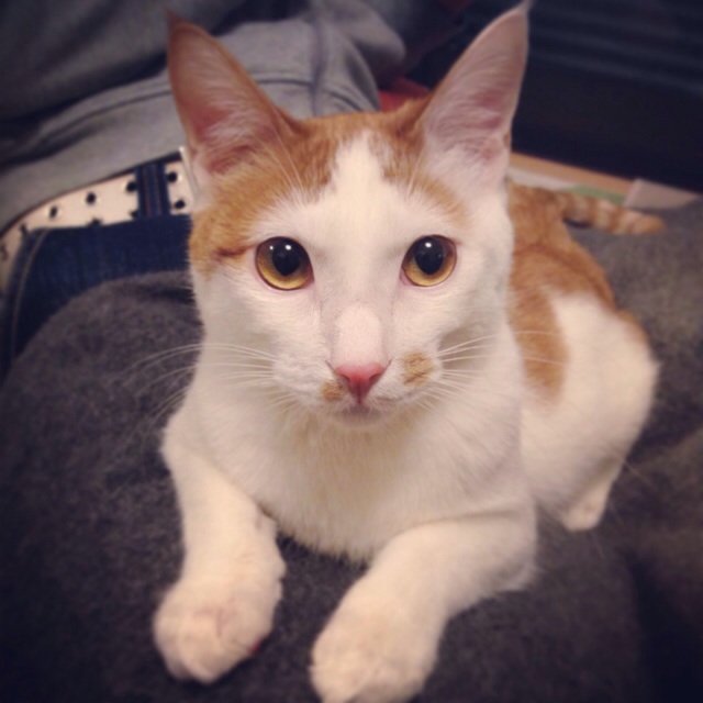 f:id:akiyochan15:20140406210524j:image:w400