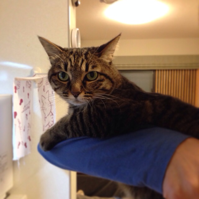 f:id:akiyochan15:20140408231828j:image:w400