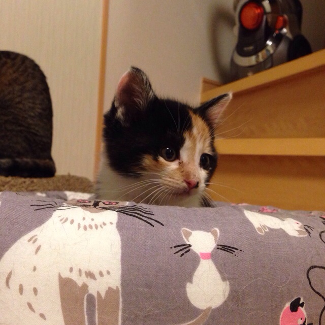 f:id:akiyochan15:20140409021935j:image:w400