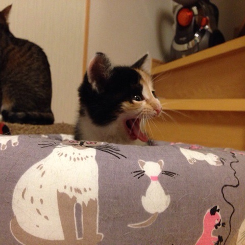 f:id:akiyochan15:20140409021936j:image:w400