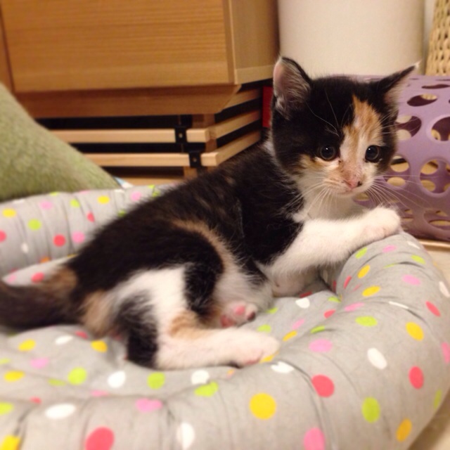 f:id:akiyochan15:20140410230033j:image:w400