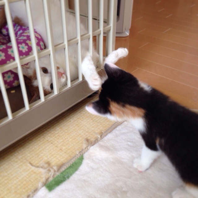 f:id:akiyochan15:20140413014744j:image:w400