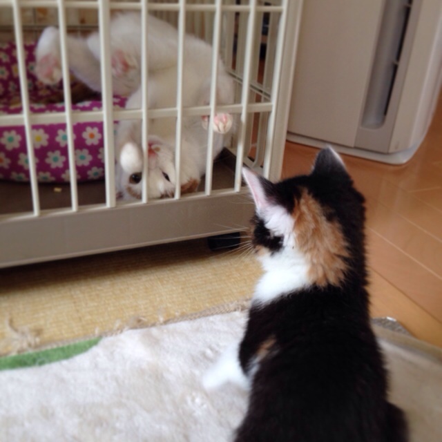 f:id:akiyochan15:20140413014745j:image:w400