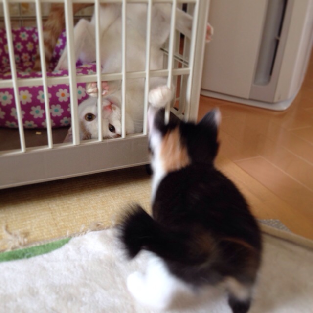 f:id:akiyochan15:20140413014746j:image:w400