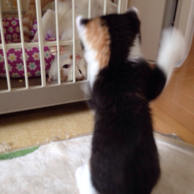 f:id:akiyochan15:20140413014747j:image:w400