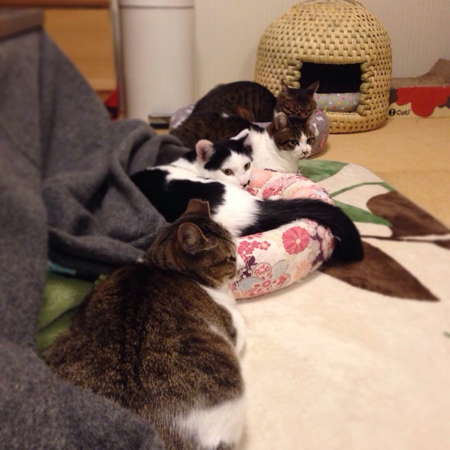 f:id:akiyochan15:20140414165002j:image:w400