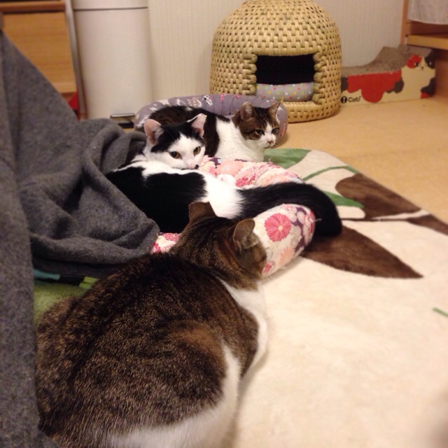 f:id:akiyochan15:20140414165003j:image:w400