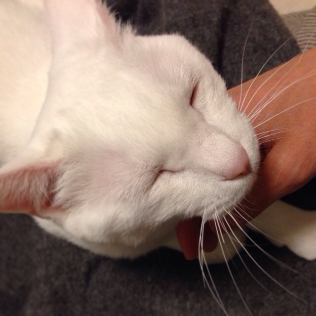 f:id:akiyochan15:20140416155253j:image:w400