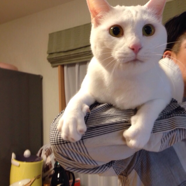 f:id:akiyochan15:20140416155254j:image:w400