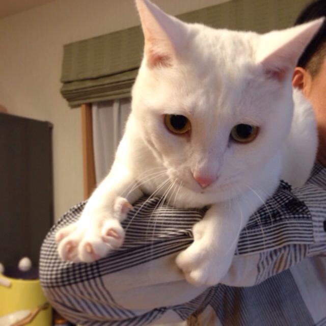 f:id:akiyochan15:20140416155255j:image:w400