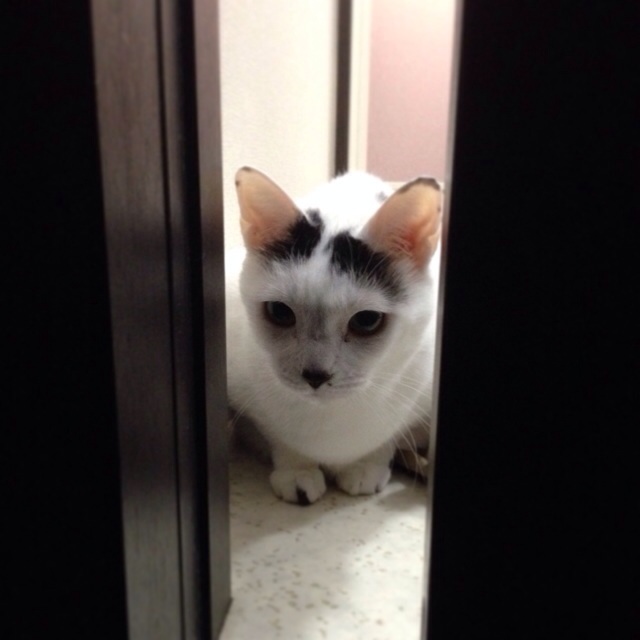 f:id:akiyochan15:20140429002247j:image:w400 f:id:akiyochan15:20140429002247j:image:w400