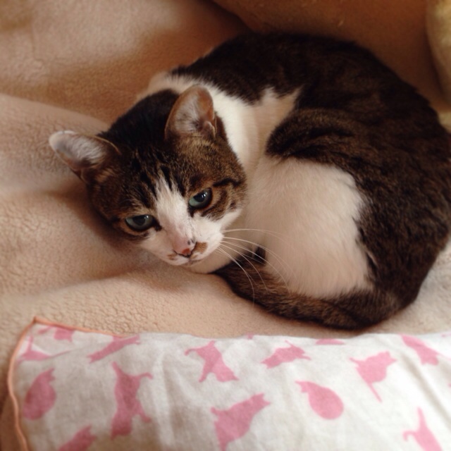 f:id:akiyochan15:20140501031859j:image:w400