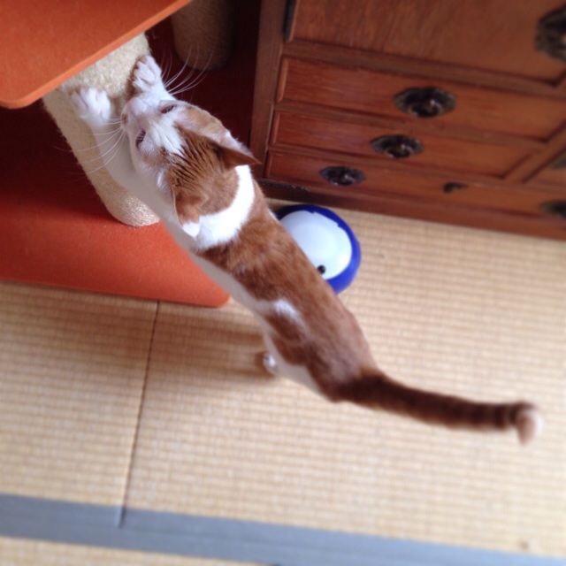 f:id:akiyochan15:20140501031901j:image:w400