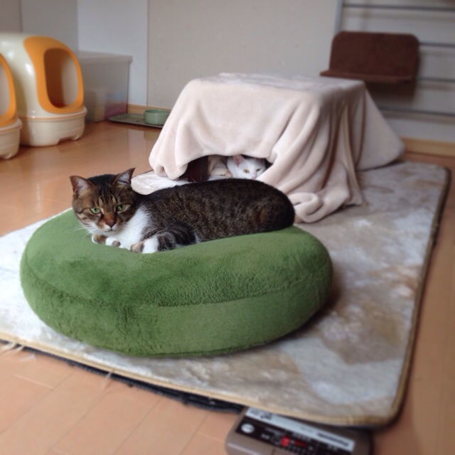 f:id:akiyochan15:20140501031902j:image:w400