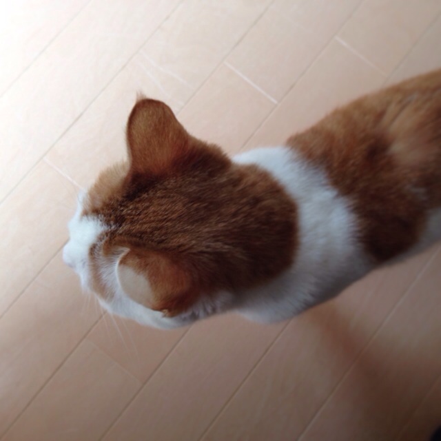 f:id:akiyochan15:20140501031903j:image:w400