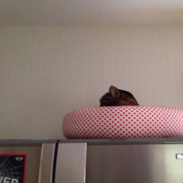 f:id:akiyochan15:20140501031932j:image:w400