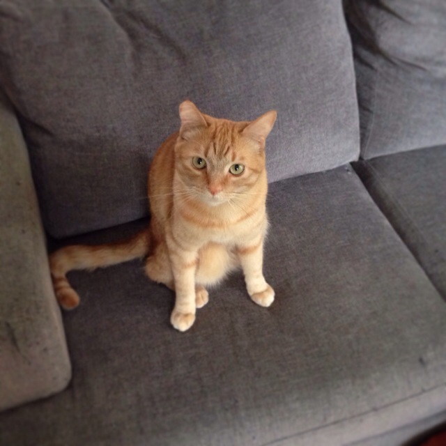 f:id:akiyochan15:20140501031936j:image:w400