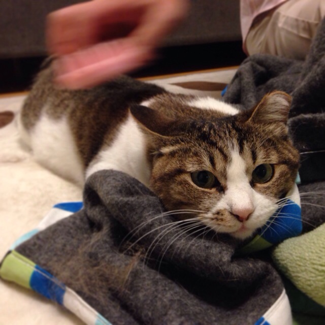 f:id:akiyochan15:20140502020052j:image:w400