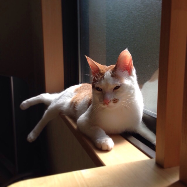 f:id:akiyochan15:20140506165143j:image:w400