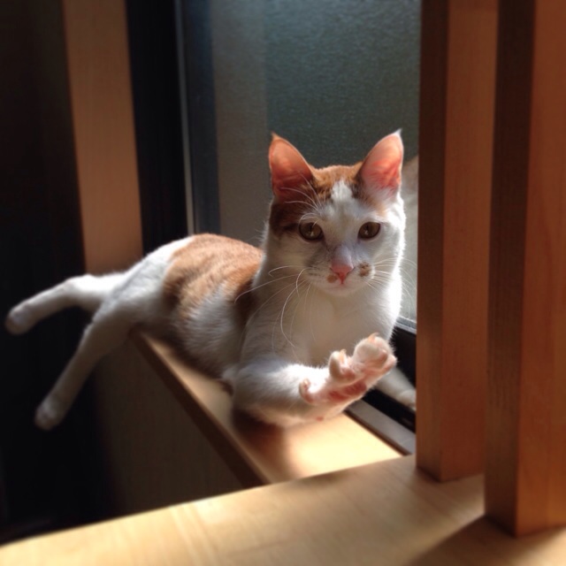 f:id:akiyochan15:20140506165224j:image:w400