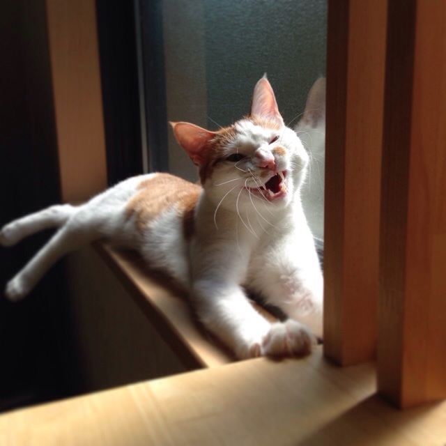 f:id:akiyochan15:20140506165227j:image:w400