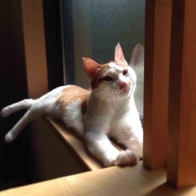 f:id:akiyochan15:20140506165228j:image:w400